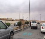 جمال سائبة تثير الرعب بعرعر